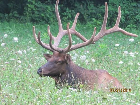 First Bull Elk we saw up in Cherokee,NC!!