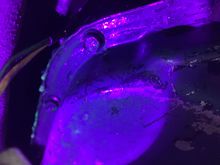 Obviously the fluid is visible but I ran uv to see if I could see leaks from above the pan... nope