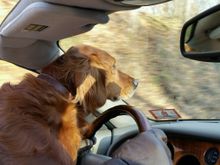 Her favorite spot. Couldn't train her to warn of Deer, but I tried (she'd just go into hunt mode when she saw them)