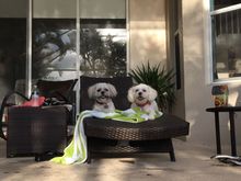 Hi Debbie here (a.k.a. Cruizepuppy)....I have a newborn 2016 premium gold XF, one week old today! I live in Palm Beach county Florida and amongst the ocean of Mercedes-Benz, Lexus and BMW's, I haven't seen any other XF fishies in the sea cruising around! And I love being the out of the box Cruizepup!