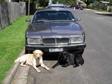 MY 1992  XJ40   SOLD in October   2014                 the CAT and 2 DOGS