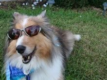 Fritz - adopted: Feb 28 2004, passed away peacefully: Oct 23 2010