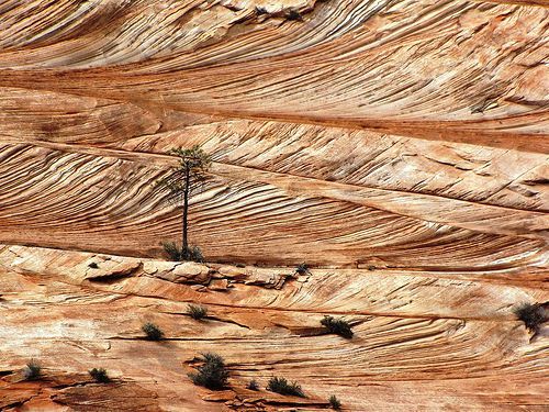 Lone tree in Zion