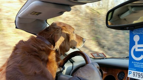 Her favorite spot. Couldn't train her to warn of Deer, but I tried (she'd just go into hunt mode when she saw them)