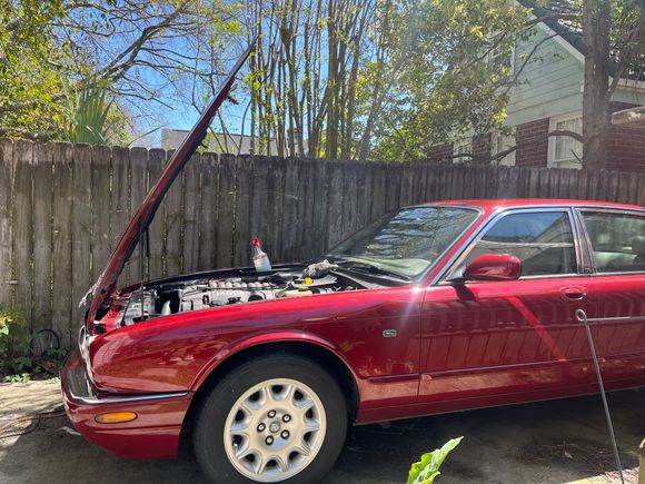 After a well-deserved bath...