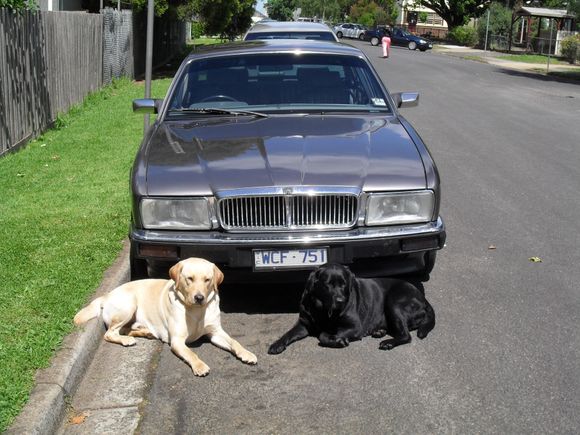 MY 1992  XJ40   SOLD in October   2014                 the CAT and 2 DOGS