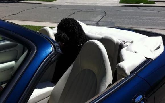 Bacchus the Labradoodle ready to ride