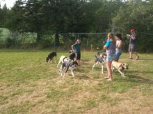 We got 8 dirty dozen dogs together for their first birthday and again in Sept for their second.