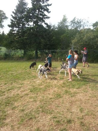 We got 8 dirty dozen dogs together for their first birthday and again in Sept for their second.