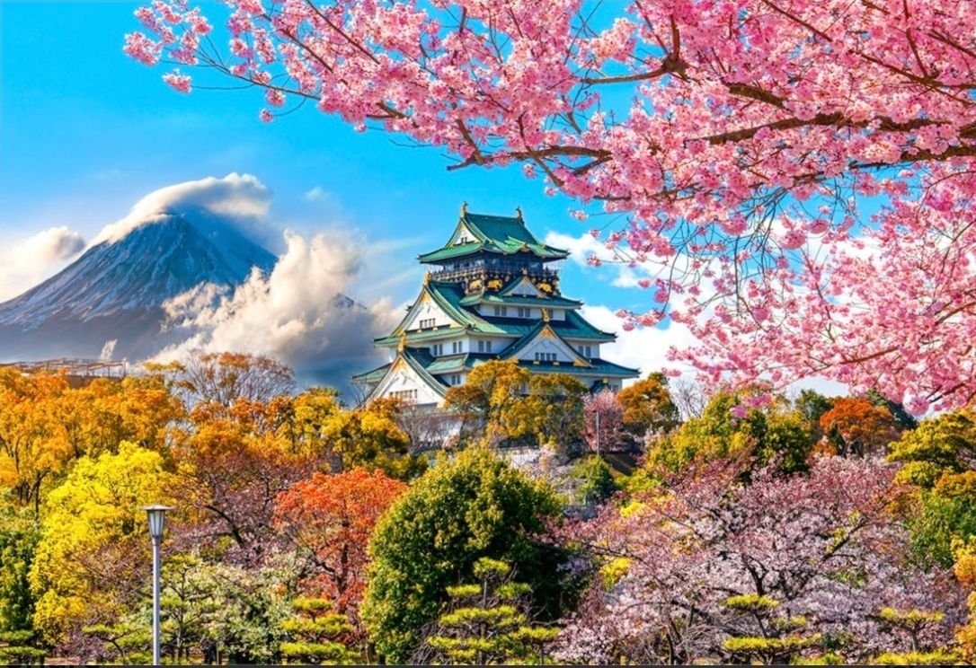 composite Osaka blossom - JP.