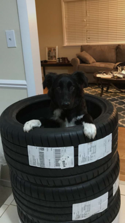 cute pic of our 6month border/aussie playin in some nice rubber.