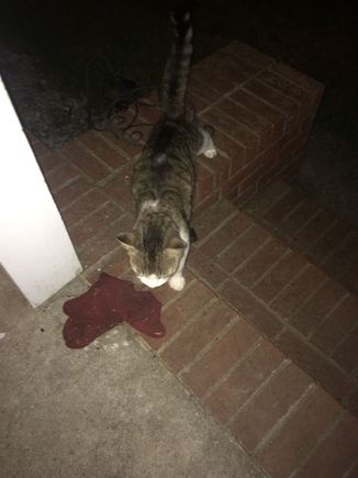 Outside kitty, and....you guessed it, a dirty rag.