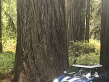 Gotta Love the redwoods!
