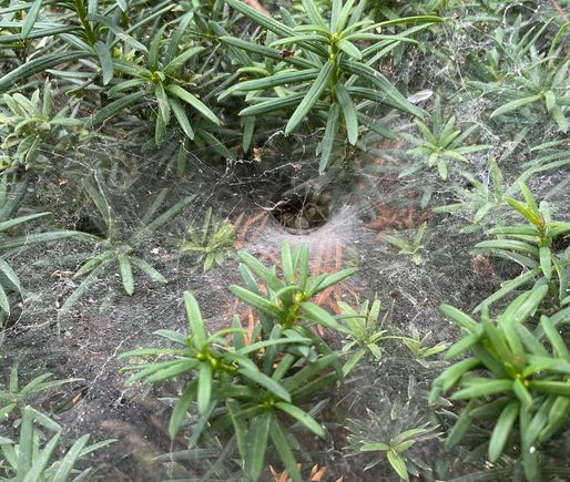 Wolf spider?