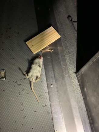 the mouse trap didn't kill this one but only stunned it; I heard the trap popped while in bed and grab a flashlight to investigate; my quick thinking was to smash it silly with the flashlight as I relied on the light and it as a wappon