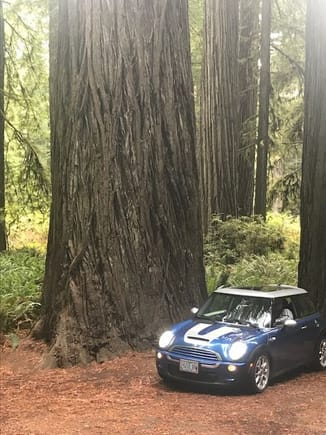 Gotta Love the redwoods!