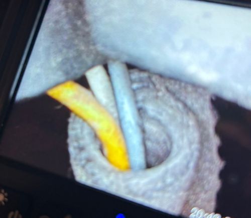 Fuel rail sensor 