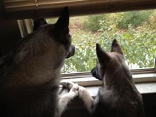 neighborhood watch