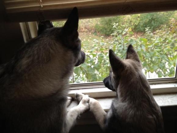 neighborhood watch