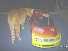 My 1:5th scale SVM MK5, BMW Super Touring Car and my cat