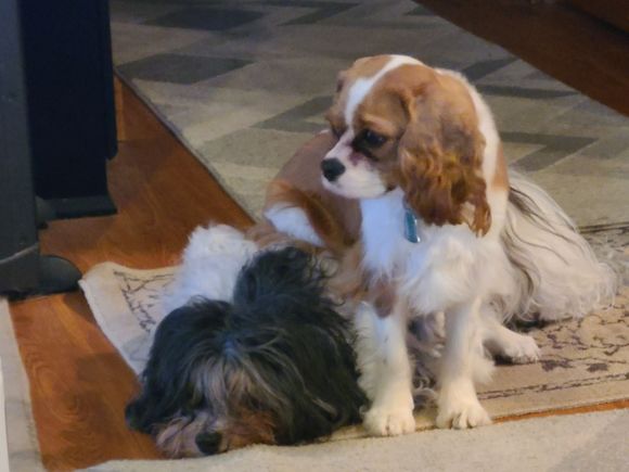 Wally the one laying down, died today. House will not be the same without him. 