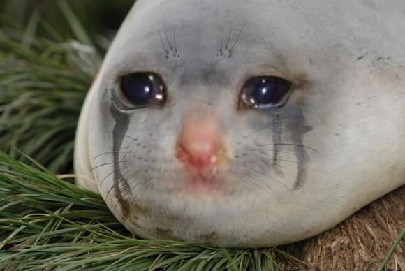 you just made a seal cry