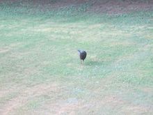 For four straight days during construction, I was joined by this turkey.  She came out to greet me as soon as I started working early in the morning and often stayed for hours before leaving.   