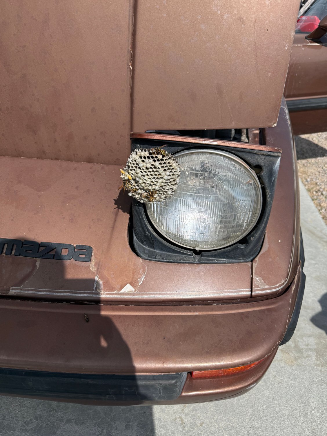Kinda trippy how the wasp nest looks like the headlight