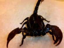 Pandinus Imperator-Black Emperor Scorpion

A.K.A :  Harvey Dent