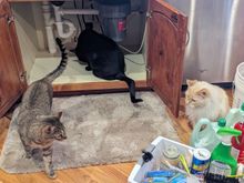 ^1-7-2024.  Maury, inspector Atticus and Saint.