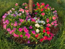 Trailing vinca did well around the lamppost. They love heat. We’ve had heat 