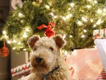 Merry Christmas and a Happy New Year