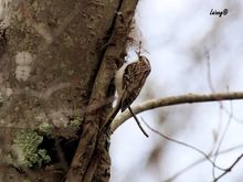 Brown Creeper