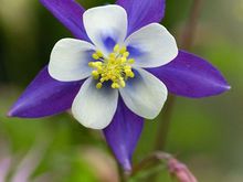 Columbines bloom in pastel shades of blue, violet, red, yellow and white. There are 70 species of columbines in the world and about 1/3 are native to North America. Colorado specifies the white and lavender Rocky Mt. Columbine which has blue-violet petals and spurs, a white cup and yellow center. Blue is a symbol of the sky, white represents snow, and yellow symbolizes Colorado's gold mining history.