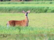 Young buck small antlers