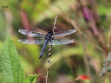 Love the color of the dragonfly and the background too