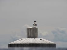 The Guardian!  Looking out from the Jamestown-Scotland Ferry, sitting on a pillar.