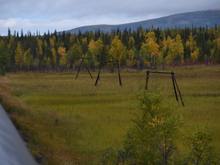 Old telegraph poles along the railway