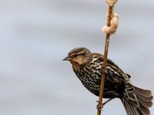 Female Red Winged Blackbird