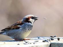 The shell of the seed is in the air, and some of the seeds on the railing moving from the wind.