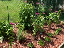 View of flower garden 