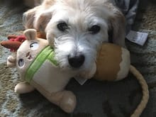 Coconut resting her head on toy