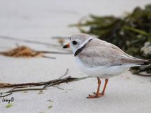 Piping Plover, Male