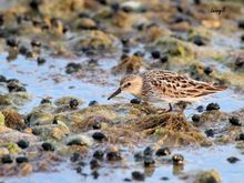 Semi palmated sandpiper (I think)