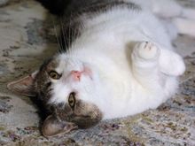 Playful