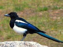 Magpie image.  