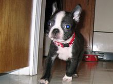 doggie1.jpg