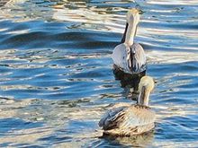 Pelican Watercolor small.jpg