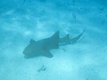 Shark Ray Alley revisited
