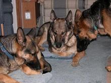 041113 Closer dogs in trlr.JPG